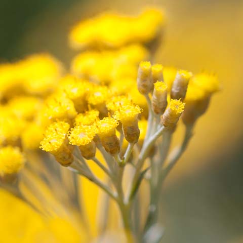 Immortelle bio