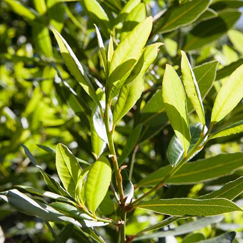 Lorbeerblätter bio