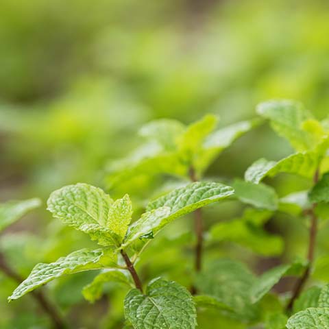 Pfefferminze bio