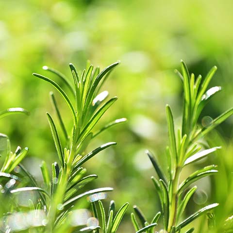 Rosmarin bio