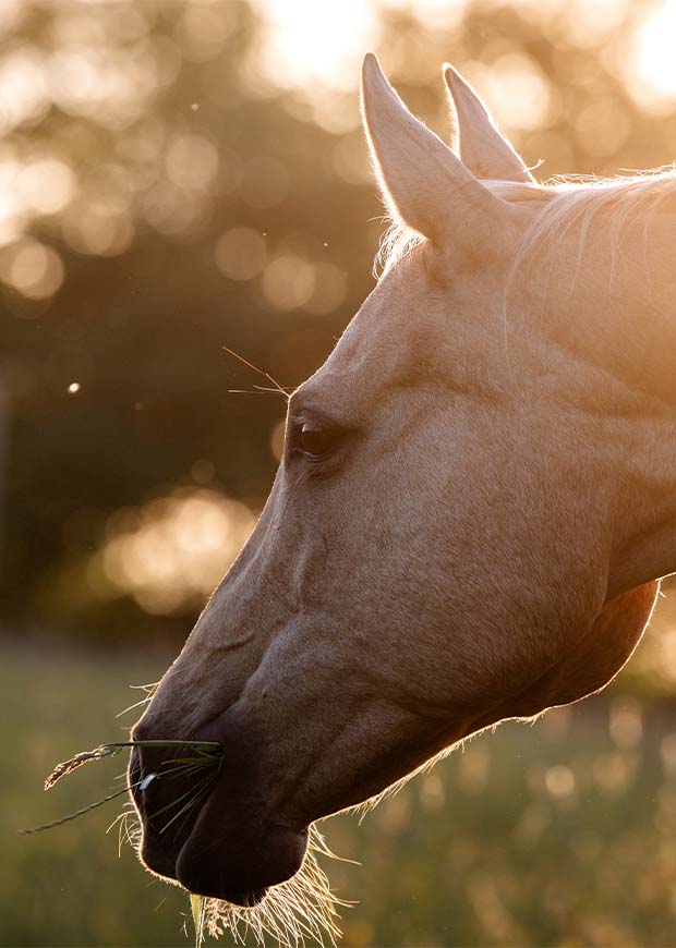 Sylvia Pusch Interview