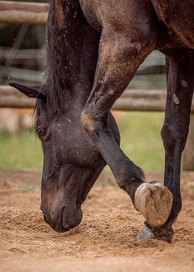Pferdehuf