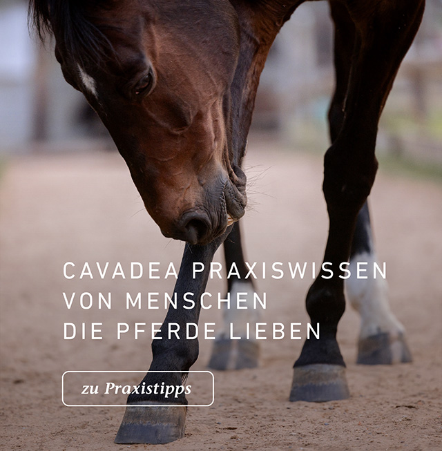 CavaDea Praxiswissen von Menschen die Pferde lieben