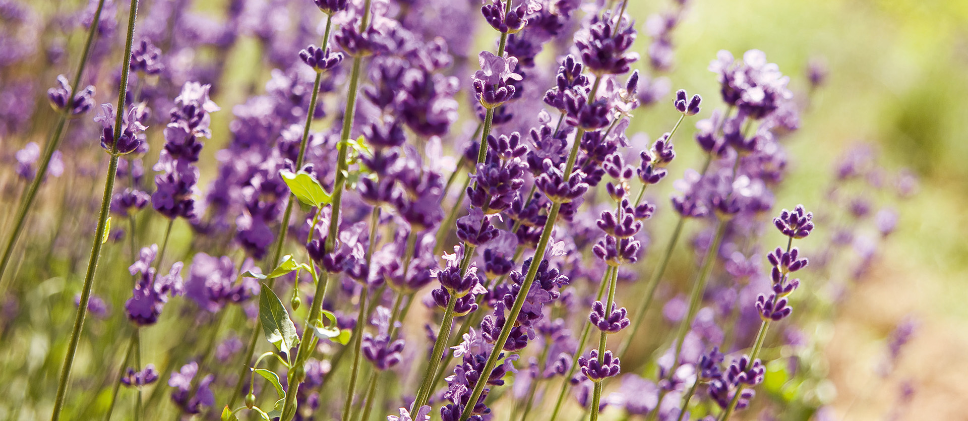 Aromatherapie für Pferde